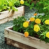 Picture of Vegetable Garden Drip Kit 